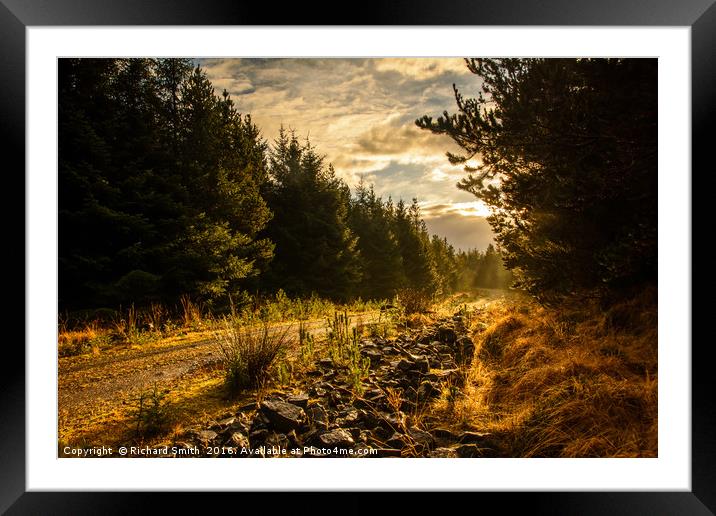 Winter sunshine on a forest road Framed Mounted Print by Richard Smith