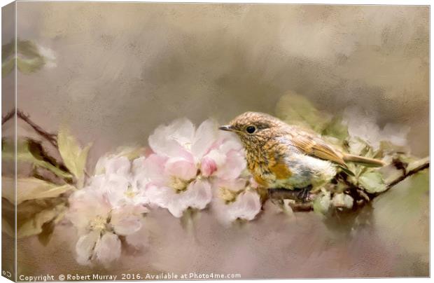 Young Robin with Blossom Canvas Print by Robert Murray