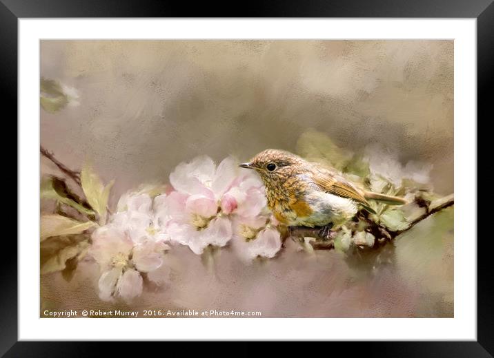 Young Robin with Blossom Framed Mounted Print by Robert Murray