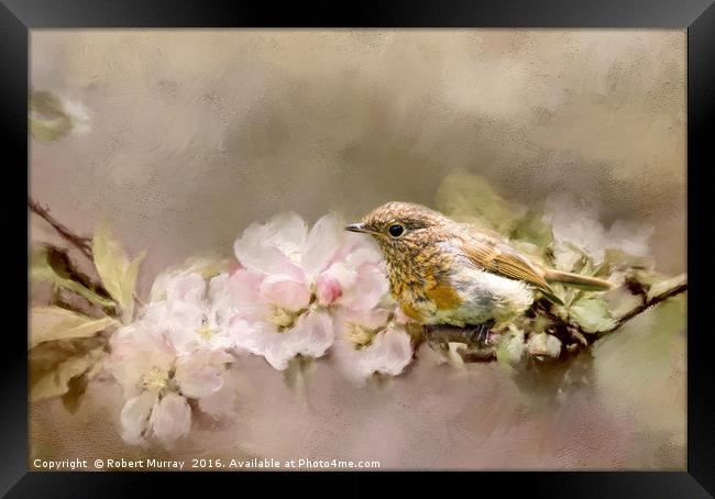 Young Robin with Blossom Framed Print by Robert Murray
