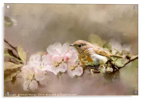 Young Robin with Blossom Acrylic by Robert Murray
