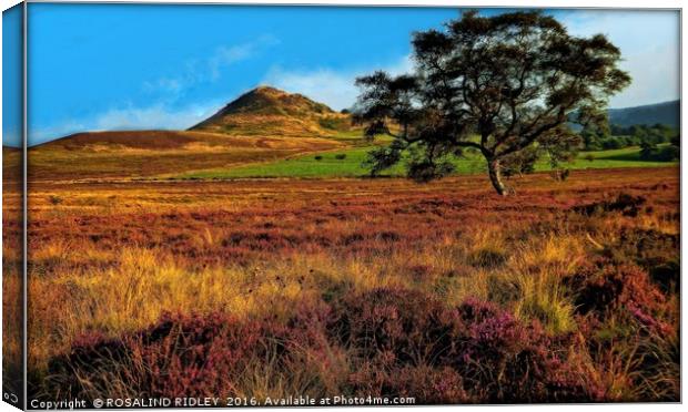 "EVENING LIGHT ACROSS THE HEATHER ON THE NORTH YOR Canvas Print by ROS RIDLEY