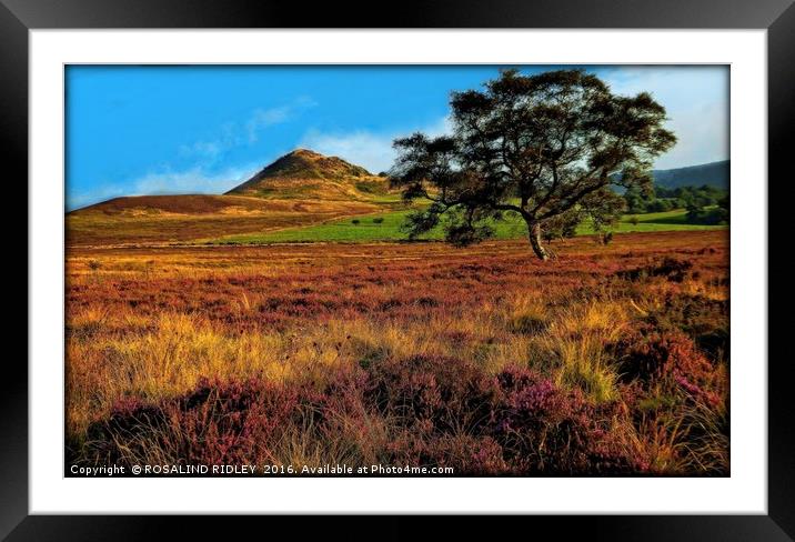 "EVENING LIGHT ACROSS THE HEATHER ON THE NORTH YOR Framed Mounted Print by ROS RIDLEY