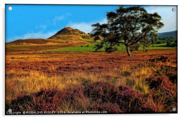 "EVENING LIGHT ACROSS THE HEATHER ON THE NORTH YOR Acrylic by ROS RIDLEY