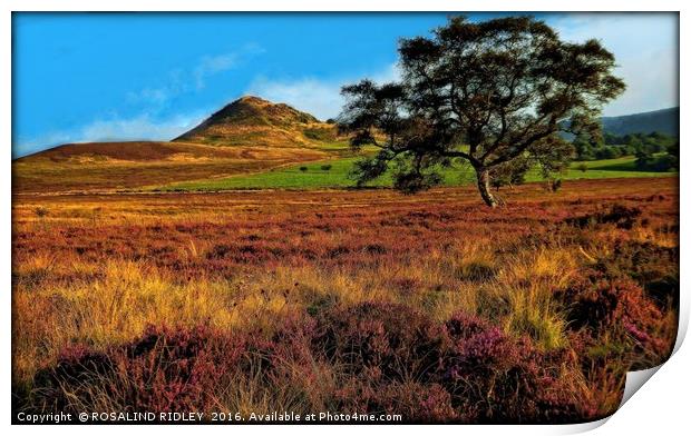 "EVENING LIGHT ACROSS THE HEATHER ON THE NORTH YOR Print by ROS RIDLEY