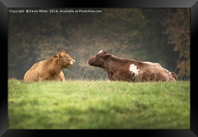 Cows in field Framed Print by Kevin White