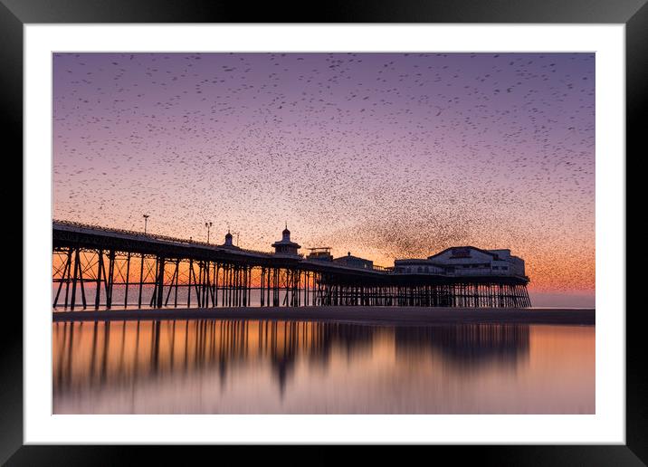 Starlings swarming over Blackpool north pier, Lanc Framed Mounted Print by Simon Booth