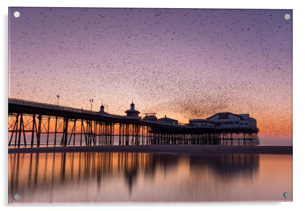 Starlings swarming over Blackpool north pier, Lanc Acrylic by Simon Booth