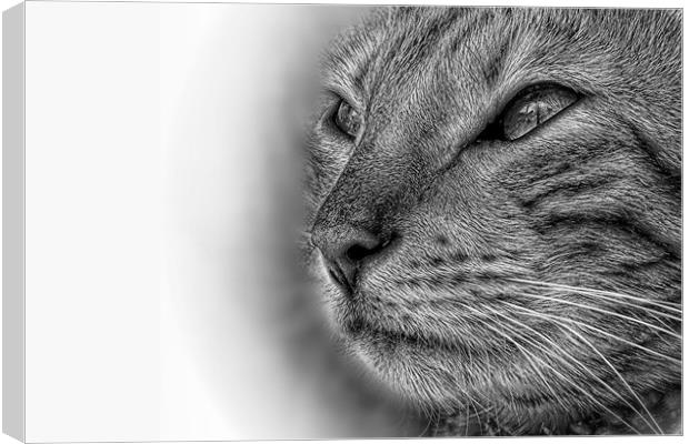 Bengal cat in pencil Canvas Print by JC studios LRPS ARPS