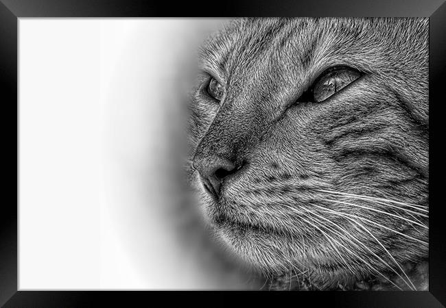 Bengal cat in pencil Framed Print by JC studios LRPS ARPS