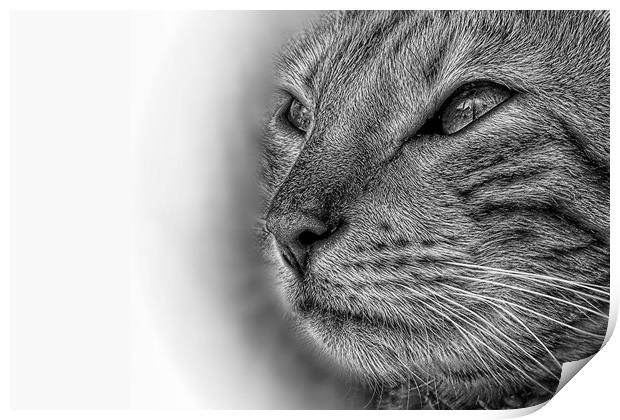 Bengal cat in pencil Print by JC studios LRPS ARPS