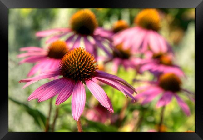 Echinacea Framed Print by Roxane Bay