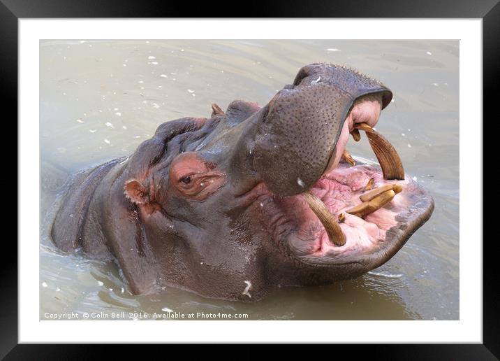 Happy Hippo Framed Mounted Print by Colin Bell