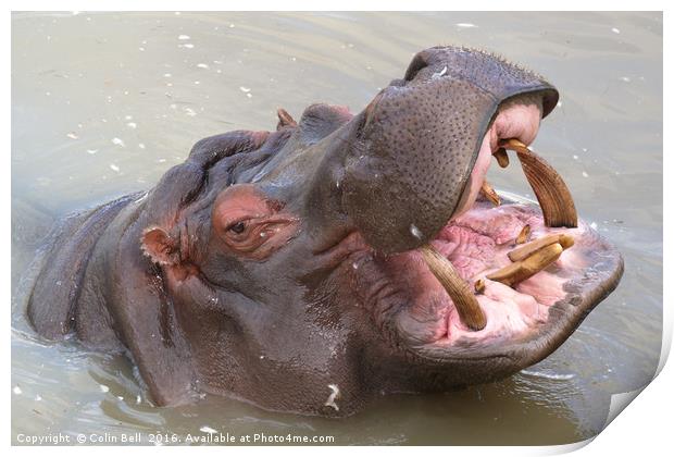 Happy Hippo Print by Colin Bell
