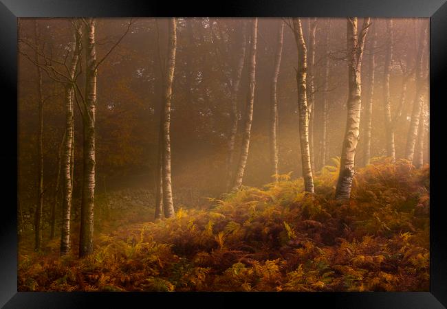Autumn mist Framed Print by Simon Booth