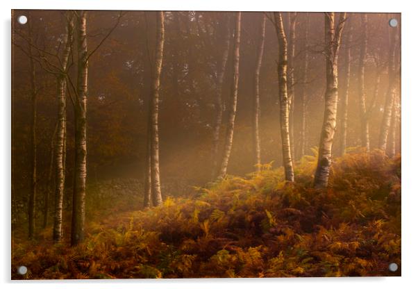 Autumn mist Acrylic by Simon Booth