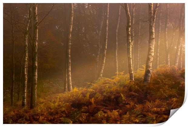 Autumn mist Print by Simon Booth