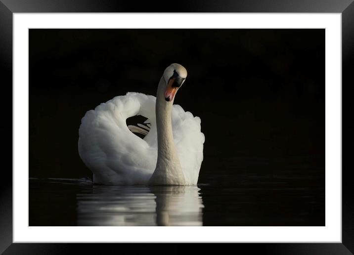 Mute swan, Cygnus olor Framed Mounted Print by Simon Booth