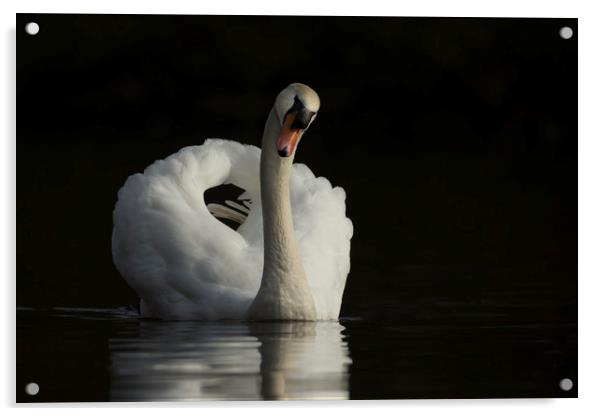 Mute swan, Cygnus olor Acrylic by Simon Booth