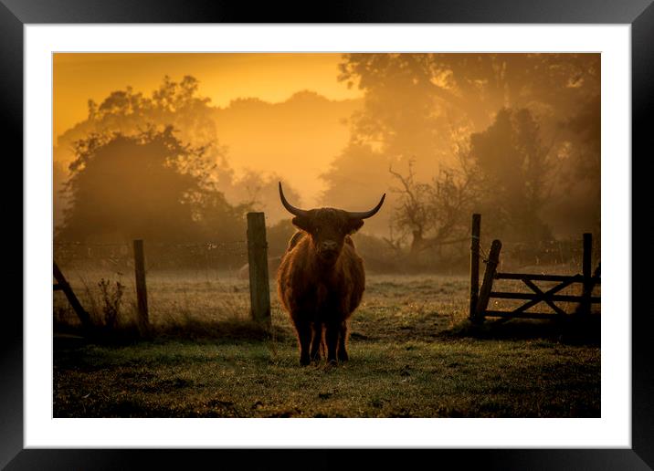 highland cow at sunrise Framed Mounted Print by Caroline Burton