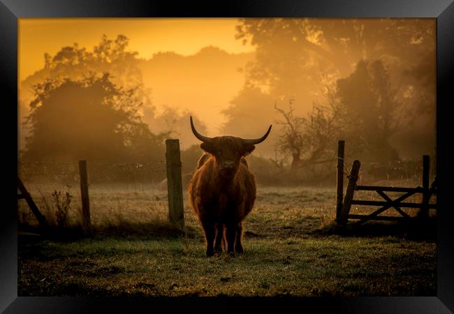 highland cow at sunrise Framed Print by Caroline Burton