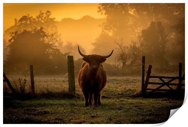 highland cow at sunrise Print by Caroline Burton