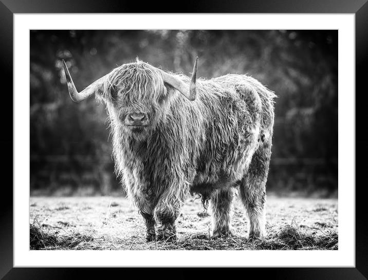highland cow Framed Mounted Print by Jason Thompson