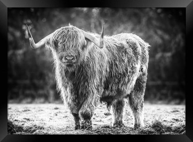 highland cow Framed Print by Jason Thompson