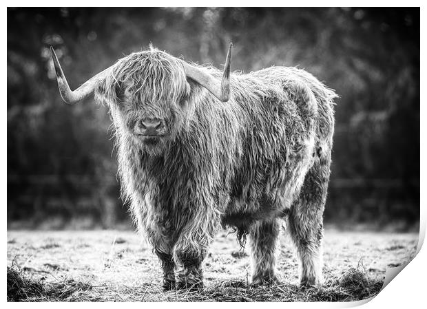 highland cow Print by Jason Thompson