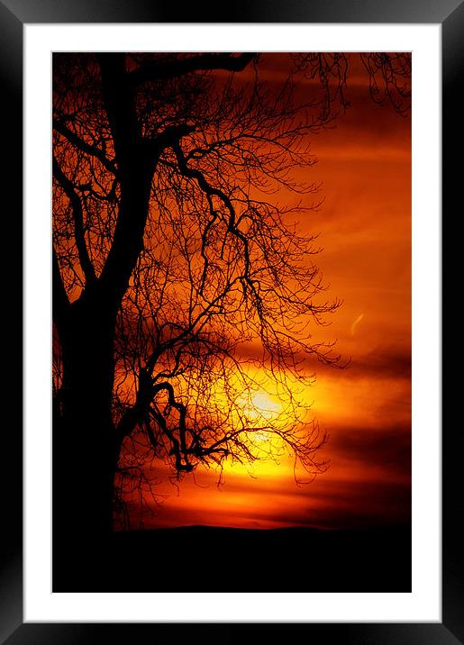 Reaching For The Light. Framed Mounted Print by Aj’s Images