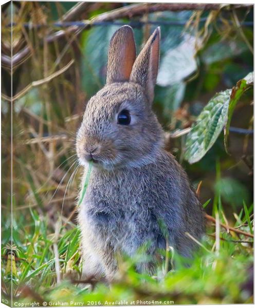 Enchanting Welsh Forest Bunny Canvas Print by Graham Parry