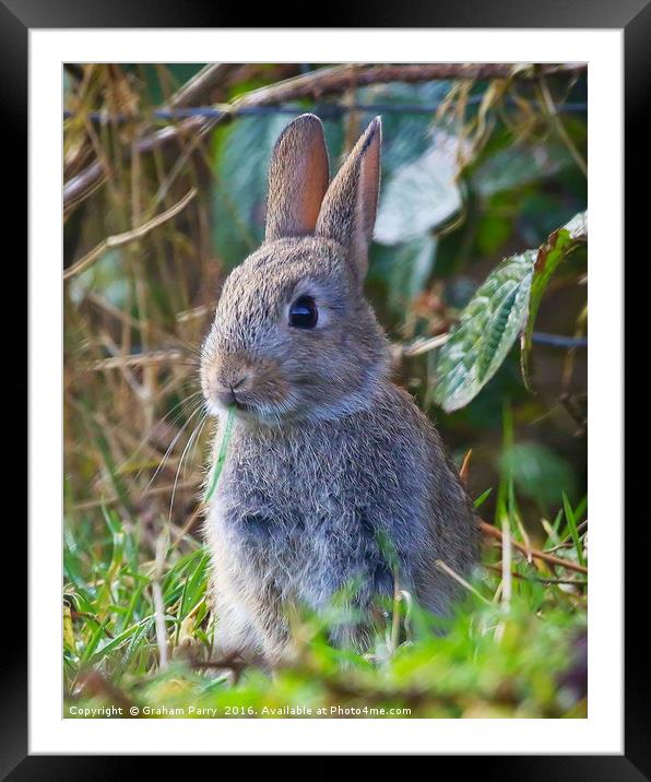 Enchanting Welsh Forest Bunny Framed Mounted Print by Graham Parry