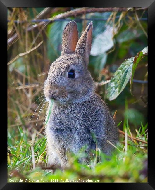 Enchanting Welsh Forest Bunny Framed Print by Graham Parry