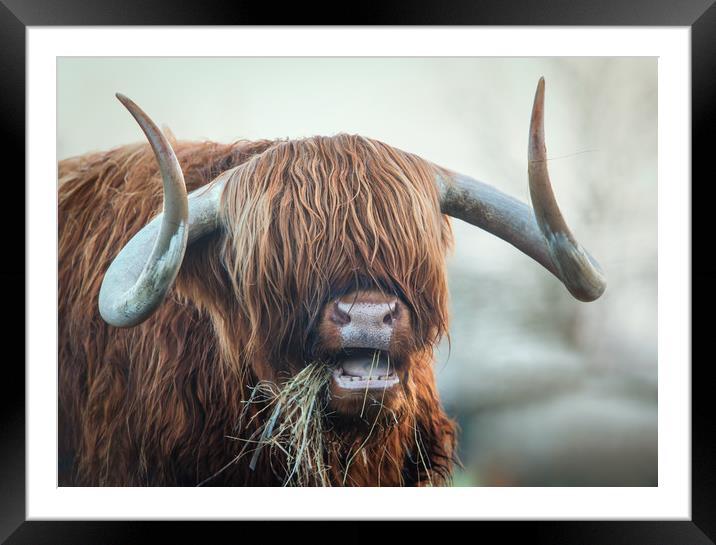 highland cow Framed Mounted Print by Jason Thompson