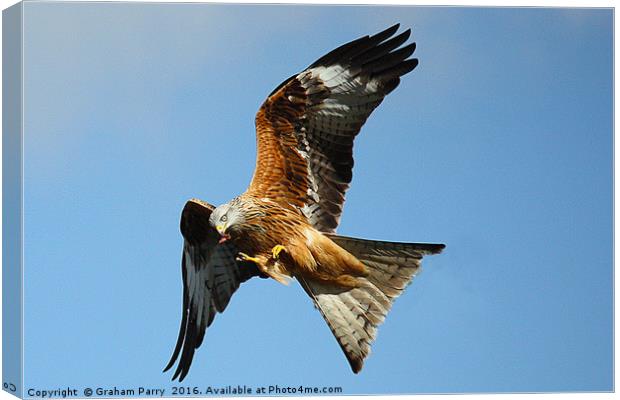 Red kite Canvas Print by Graham Parry