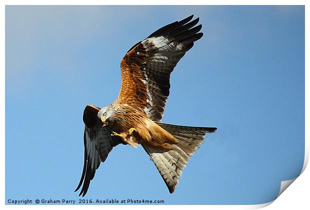 Red kite Print by Graham Parry