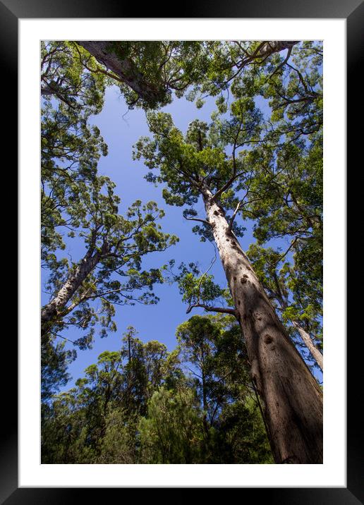 Tall Trees at Valley of the Giants, Australia  Framed Mounted Print by Jenny Dignam