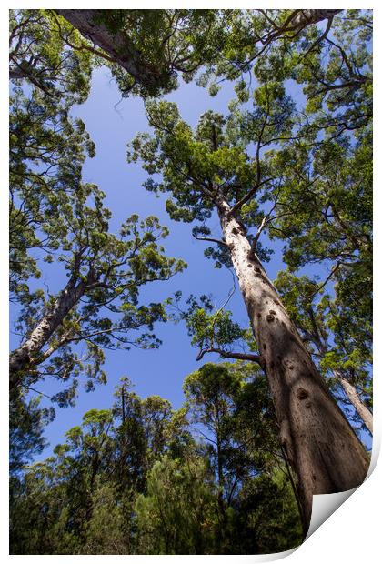 Tall Trees at Valley of the Giants, Australia  Print by Jenny Dignam