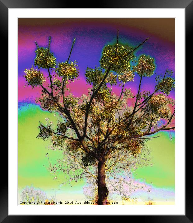 Tree of life Framed Mounted Print by Richard Harris