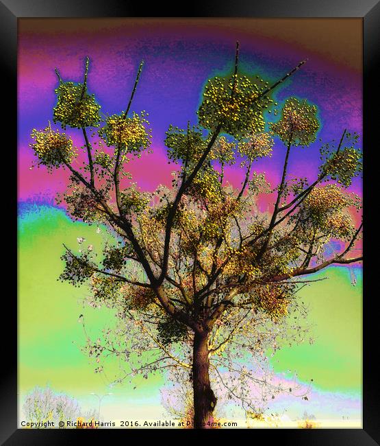Tree of life Framed Print by Richard Harris