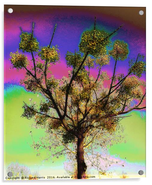 Tree of life Acrylic by Richard Harris