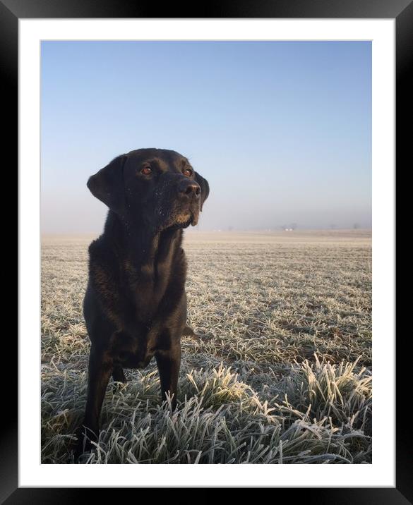 Black Labrador in frost Framed Mounted Print by Simon Wrigglesworth