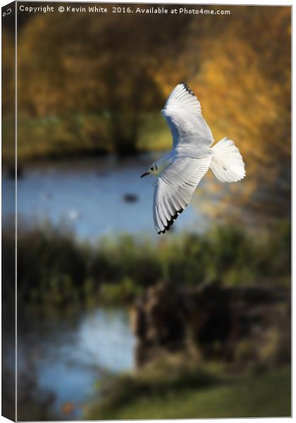 Gull in flight Canvas Print by Kevin White