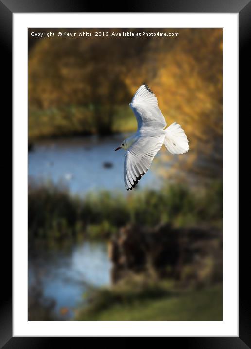 Gull in flight Framed Mounted Print by Kevin White