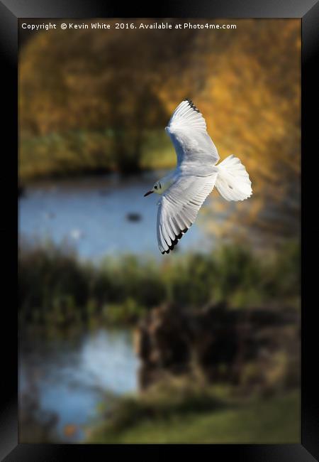 Gull in flight Framed Print by Kevin White