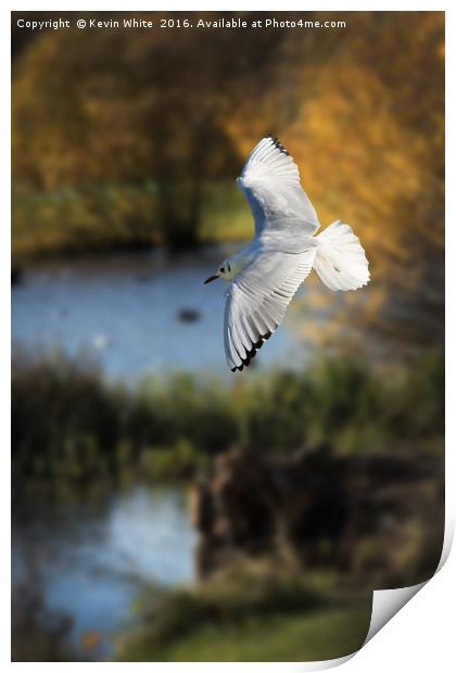 Gull in flight Print by Kevin White
