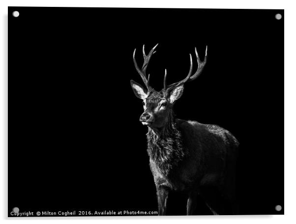 Red Deer 1 - Black Series Acrylic by Milton Cogheil