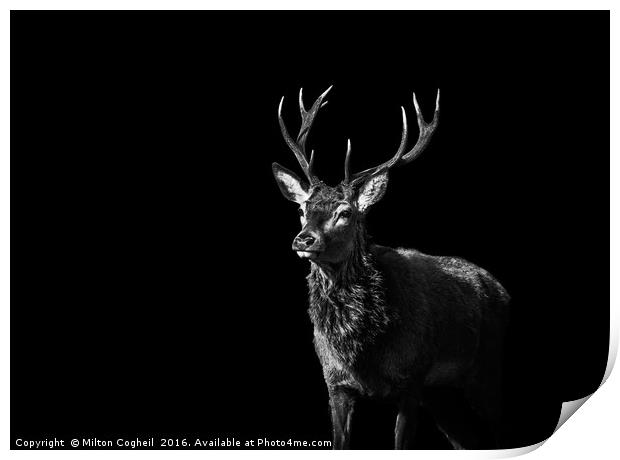 Red Deer 1 - Black Series Print by Milton Cogheil