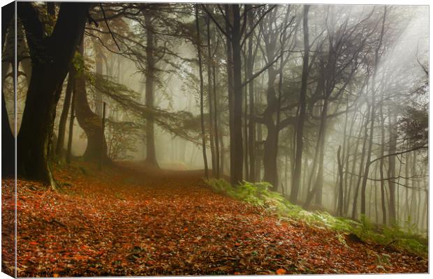 Woodland Mist Canvas Print by Mark S Rosser