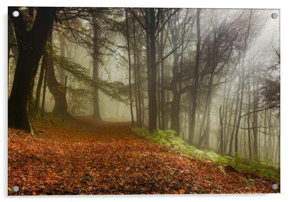Woodland Mist Acrylic by Mark S Rosser